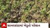 Sabarkantha News : બટાકાના પાકમાં સુકારાનો રોગ આવતા ખેડૂતો મુકાયા મુશ્કેલીમાં