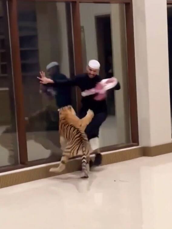 Video: पालतू टाइगर ने शख्स पर किया जानलेवा हमला, बाल-बाल बची जान