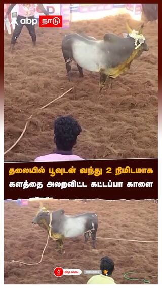 Jallikattu 2024 - தலையில் பூவுடன் வந்து 2 நிமிடமாக களத்தை அலறவிட்ட கட்டப்பா காளை