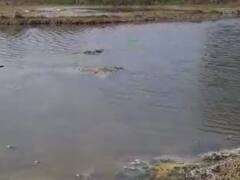 माघ मेले को लेकर कानपुर देहात प्रदूषण नियंत्रण बोर्ड सख्त, फैक्ट्रियों के लिए प्रतिबंधात्मक आदेश जारी