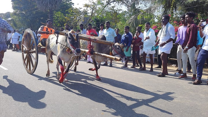 In Rekla races, bullock carts or horses are used for racing, and these events are often organized as a part of cultural or religious celebrations especially during Pongal, a harvest festival, in Tamil Nadu (Credit: ABP Nadu)