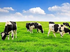 Health Tips: ગાય કે ભેંસ... કોના દૂધમાં વધુ કેલ્શિયમ હોય છે?