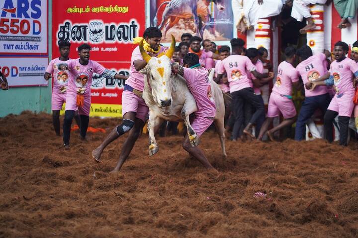 வீரர்கள் உற்சாகத்துடன் மாடுகளை அடக்க முயற்சியில் ஈடுபட்டு கொண்டிருந்தபோது...