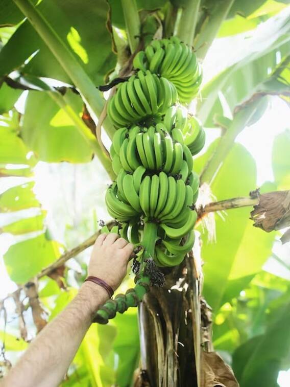 வாழைக்காய் சாப்பிடுவதால் கிடைக்கும் நன்மைகள்..!