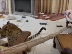 Jaipur: जयपुर के होटल में घुसा तेंदुआ, मची अफरातफरी, कैमरे में गुर्राता नजर आया