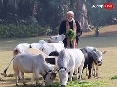 Punganur Cow Price: जिस 90 सेंटीमीटर ऊंची पुंगनूर गाय को PM मोदी ने दुलारा, 50 हजार रुपए Kg मिलता है उसका घी