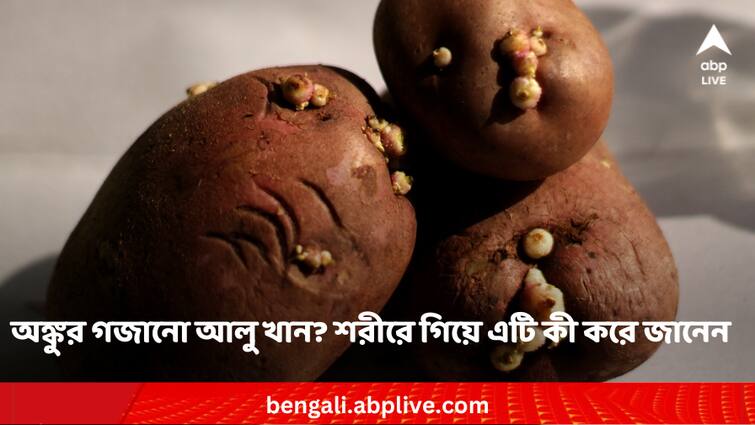 Know when Sprouted potato is beneficial and when it harms Sprouted Potato: অঙ্কুরিত আলু খাচ্ছেন ? শরীরের ভিতরে গিয়ে কী করে এটি
