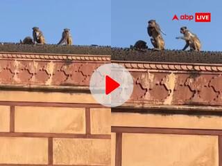 Viral Video: आईफोन के बदले किया फ्रूटी का सौदा, शातिर बंदर ने लगाया गजब का दिमाग, वीडियो देख छूट जाएगी हंसी