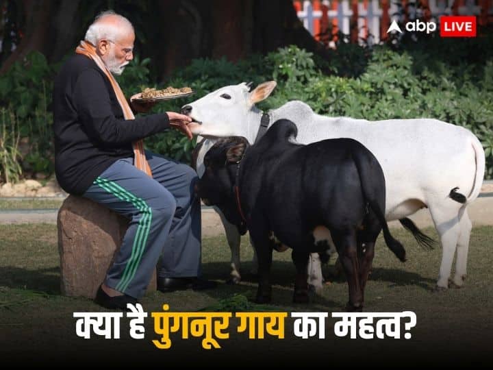 Punganur Cow: प्रधानमंत्री नरेंद्र मोदी मकर संक्रांति और पोंगल के मौके पर कुछ छोटी-छोटी गायों को दुलार करते दिखे थे. मोदी के इसी पशु-प्रेम से जुड़ी तस्वीरें सोशल मीडिया पर वायरल हुई थीं.