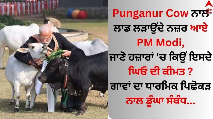 PM Modi Feeds Punganur Cows: ਪੀਐਮ ਨਰਿੰਦਰ ਮੋਦੀ ਨੂੰ ਮਕਰ ਸੰਕ੍ਰਾਂਤੀ ਅਤੇ ਪੋਂਗਲ ਮੌਕੇ ਕੁਝ ਛੋਟੀਆਂ ਗਾਵਾਂ ਨੂੰ ਸੰਭਾਲਦੇ ਦੇਖਿਆ ਗਿਆ। ਮੋਦੀ ਦੇ ਜਾਨਵਰਾਂ ਪ੍ਰਤੀ ਪਿਆਰ ਨਾਲ ਜੁੜੀਆਂ ਤਸਵੀਰਾਂ ਸੋਸ਼ਲ ਮੀਡੀਆ 'ਤੇ ਵਾਇਰਲ ਹੋਈਆਂ ਸਨ।