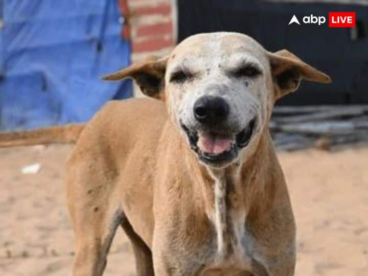 अगर आप स्ट्रीट डॉग को खाना खिलाते हैं या उसकी सेवा करते हैं तो आप अपने कुंडली के दोष को खत्म कर सकते हैं. इन ग्रह दोष के कारण आपको बहुत सी समस्याओं का सामना करना पड़ सकता है. सेहत,आर्थिक समस्या, करियर में बाधाएं और रिश्तों में दरार जैसे समस्या का सामना कर सकते हैं.