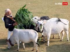 Punganur Cow Price: जिस 90 सेंटीमीटर ऊंची पुंगनूर गाय को PM मोदी ने दुलारा, 50 हजार रुपए Kg मिलता है उसका घी