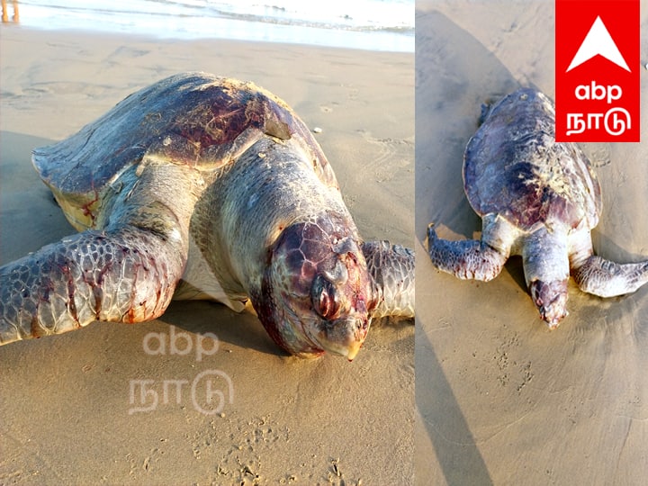 Villupuram Olive Ridley turtle death in Marakanam beach What is the reason - TNN மரக்காணம் கடற்கரையில் ஆலிவ்ரிட்லி ஆமை உயிரிழப்பு - காரணம் என்ன ?