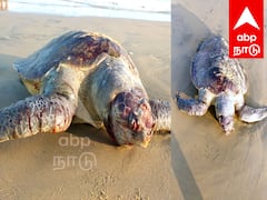 மரக்காணம் கடற்கரையில் ஆலிவ்ரிட்லி ஆமை உயிரிழப்பு - காரணம் என்ன ?