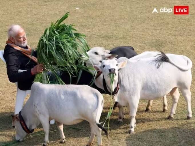 ਵਾਇਰਲ ਫੋਟੋਆਂ ਵਿੱਚ ਲੋਕ ਇੱਕ ਬਹੁਤ ਹੀ ਛੋਟੀ ਗਾਂ ਨੂੰ ਦੇਖ ਰਹੇ ਸਨ। ਪੀਐਮ ਮੋਦੀ ਵੀ ਪਹਿਲੀ ਵਾਰ ਇਨ੍ਹਾਂ ਗਊਆਂ ਦੀ ਦੇਖਭਾਲ ਕਰਦੇ ਨਜ਼ਰ ਆਏ। ਸਿਆਸੀ ਮਾਹਿਰਾਂ ਮੁਤਾਬਕ ਪੀਐਮ ਮੋਦੀ ਇਨ੍ਹਾਂ ਗਾਵਾਂ ਰਾਹੀਂ ਦੱਖਣੀ ਭਾਰਤ ਦੇ ਵੋਟਰਾਂ ਨੂੰ ਲੁਭਾਉਣ ਦੀ ਕੋਸ਼ਿਸ਼ ਕਰ ਰਹੇ ਸਨ। ਸਿਆਸੀ ਮਾਹਿਰਾਂ ਦਾ ਮੰਨਣਾ ਹੈ ਕਿ ਜਿਨ੍ਹਾਂ ਗਾਵਾਂ ਨਾਲ ਪੀਐਮ ਮੋਦੀ ਦੀ ਫੋਟੋ ਚਰਚਾ ਦਾ ਕੇਂਦਰ ਬਣੀ ਸੀ, ਉਨ੍ਹਾਂ ਦਾ ਦੱਖਣੀ ਭਾਰਤ ਵਿੱਚ ਬਹੁਤ ਮਹੱਤਵ ਹੈ। ਇਨ੍ਹਾਂ ਗੱਲਾਂ ਤੋਂ ਇਲਾਵਾ ਕਈ ਲੋਕ ਇਸ ਗਾਂ ਬਾਰੇ ਜਾਣਨਾ ਚਾਹੁੰਦੇ ਸਨ। ਆਓ ਜਾਣਦੇ ਹਾਂ ਪੁੰਗਨੂਰ ਗਾਂ ਬਾਰੇ: