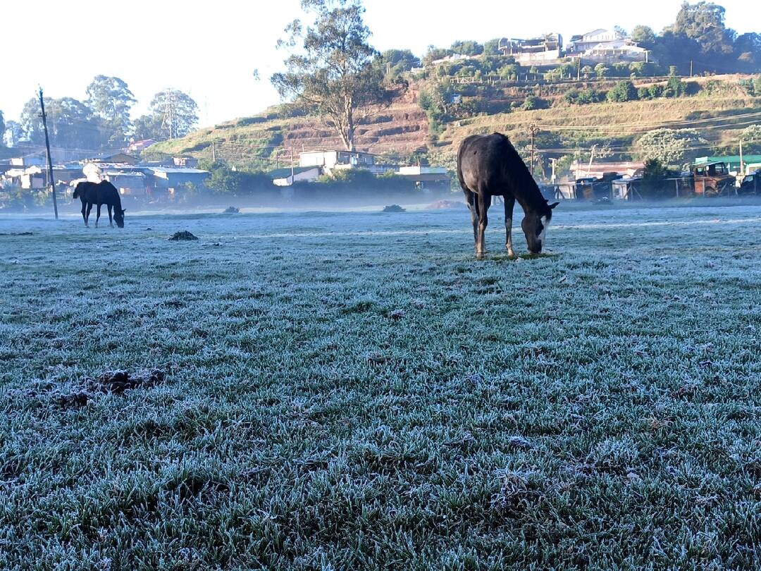 Ooty  freezing cold Peoples normal life is affected - TNN உதகையை உறைய வைக்கும் உறைபனி; மக்களின் இயல்பு வாழ்க்கை பாதிப்பு