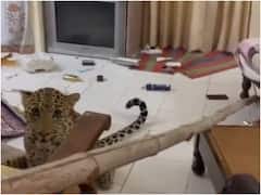 Jaipur: जयपुर के होटल में घुसा तेंदुआ, मची अफरातफरी, कैमरे में गुर्राता नजर आया