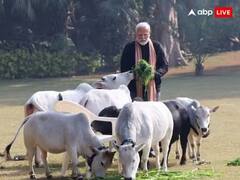 Punganur Cow Price: ਪੁੰਗਨੂਰ ਗਾਵਾਂ ਨਾਲ ਲਾਡ ਲੜਾਉਂਦੇ ਨਜ਼ਰ ਆਏ PM Modi, ਜਾਣੋ ਹਜ਼ਾਰਾਂ 'ਚ ਕਿਉਂ ਇਸਦੇ ਘਿਓ ਦੀ ਕੀਮਤ ?