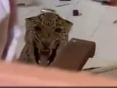 Jaipur: जयपुर के होटल में घुसा तेंदुआ, मची अफरातफरी, कैमरे में गुर्राता नजर आया