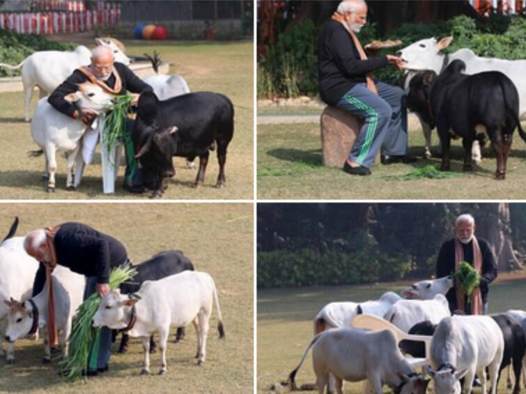 PM Modi rearing Punganur cows what is the specialty of those cows పుంగనూరు ఆవులను పెంచుకుంటున్న మోడీ, ఆ ఆవు నెయ్యి కిలో 50 వేలా ? ఎందుకంత స్పెషాలిటీ ?