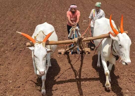 પાકને નુકસાન થયા પછી તેનું નિરીક્ષણ કરવામાં આવે છે, જો ખરેખર પાકને નુકસાન થયું હોય તો સંપૂર્ણ વીમો આપવામાં આવે છે.