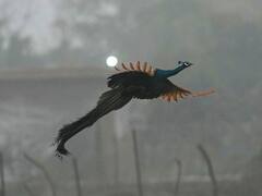 हरियाणा-पंजाब में कड़ाके की ठंड से राहत के आसार नहीं, घने कोहरे से मिनिमम विजिबिलिटी, चंडीगढ़ में येलो अलर्ट