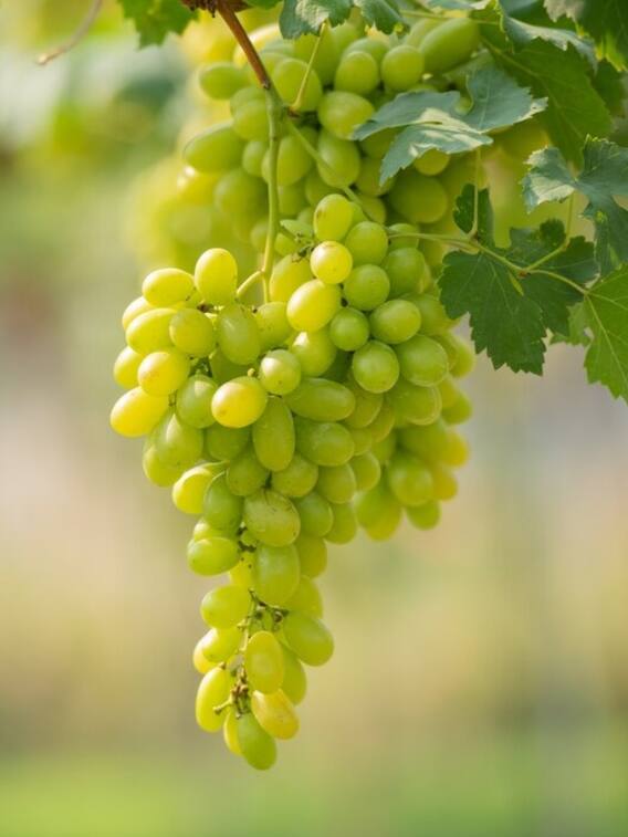 क्या सर्दियों में अंगूर खाने से हो सकती है दिक्कत