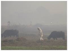 Punjab: पंजाब-हरियाणा में कड़ाके की ठंड से राहत नहीं, न्यूनतम तापमान सामान्य से भी नीचे