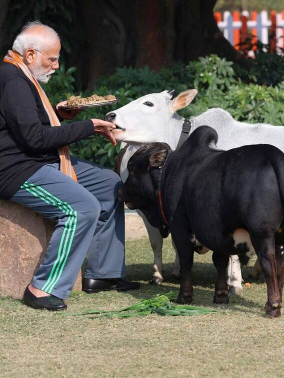 पीएम मोदी के साथ दिखने वाली गाय किस नस्ल की हैं?