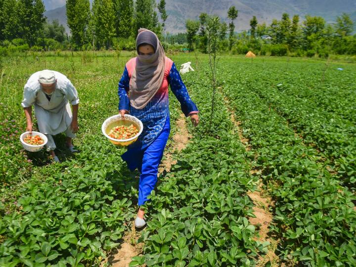 PM Kisan Yojana: देशभर के करोड़ों किसानों को अब पीएम किसान योजना की इस साल की पहली किस्त का इंतजार है. जिसके तहत उनके खातों में दो हजार रुपये डाले जाएंगे.