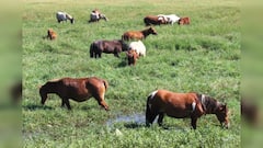 Manipur's Heritage Polo Pony Faces Existential Threat As Population Dwindles