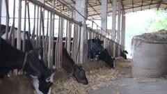 Punjab News: ਪਸ਼ੂਆਂ ਦੀ ਬਿਮਾਰੀ 'ਤੇ ਗਲਤ ਰਿਪੋਰਟ ਦੇਣ ਵਾਲਾ ਅਫ਼ਸਰ ਸਸਪੈਂਡ, ਮੰਤਰੀ ਖੁੱਡੀਆਂ ਨੇ ਕੀਤੀ ਵੱਡੀ ਕਾਰਵਾਈ 