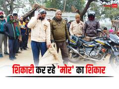 कानपुर देहात में पांच मोर के शव मिलने से मचा हड़कंप, इस वजह से शिकारी कर रहे हैं शिकार