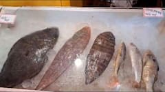 Digha Sea Food Festival : সমুদ্র-স্নানের মাঝেই চলুক মুখ, ১০০ রকম মাছের অসংখ্য পদ নিয়ে দিঘায় 'সি-ফুড ফেস্টিভ্যাল'