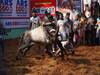 Jallikattu : 