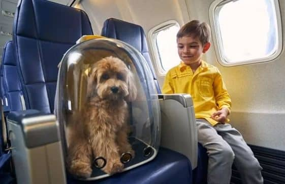 Air Travel With Pets: ਹਵਾਈ ਸਫ਼ਰ ਦੌਰਾਨ ਪਾਲਤੂ ਕੁੱਤੇ, ਬਿੱਲੀਆਂ ਅਤੇ ਪੰਛੀ ਵੀ ਤੁਹਾਡੇ ਸਾਥੀ ਬਣ ਸਕਦੇ ਹਨ। ਭਾਰਤ ਵਿੱਚ ਕੁਝ ਏਅਰਲਾਈਨਾਂ ਹਨ ਜੋ ਆਪਣੇ ਯਾਤਰੀਆਂ ਨੂੰ ਅਜਿਹਾ ਕਰਨ ਦੀ ਇਜਾਜ਼ਤ ਦਿੰਦੀਆਂ ਹਨ।