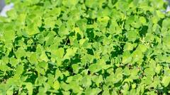 Fenugreek Leaves: গ্যাসের ব্যথা কাবু হবে, সুগারও থাকবে কবজায় ! এই শাকের হাজার একটা গুণ