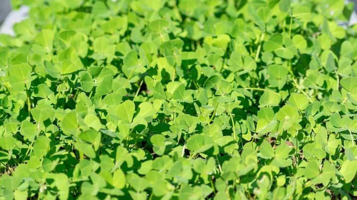 মেথি তো রান্নায় দিয়ে খান। কিন্তু মেথি শাক? এটি পাতে রাখলে একাধিক সমস্যার থেকে রেহাই পাওয়া সম্ভব। যেমন গ্যাসের ব্যথা আর ভোগাবে না আপনাকে। (ছবি সৌজন্য: পিক্স্যাবে)