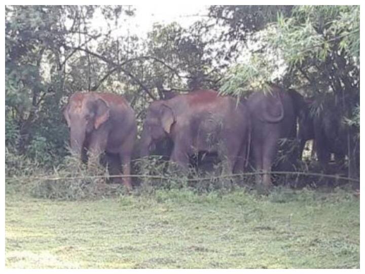 Chhattisgarh news Another effort of the Forest Department to stop the elephant menace bamboo will be planted in the corridor ann Chhattisgarh: हाथियों के उत्पात को रोकने के लिए वन विभाग की एक और कोशिश, कॉरिडोर में लगाए जाएंगे बांस
