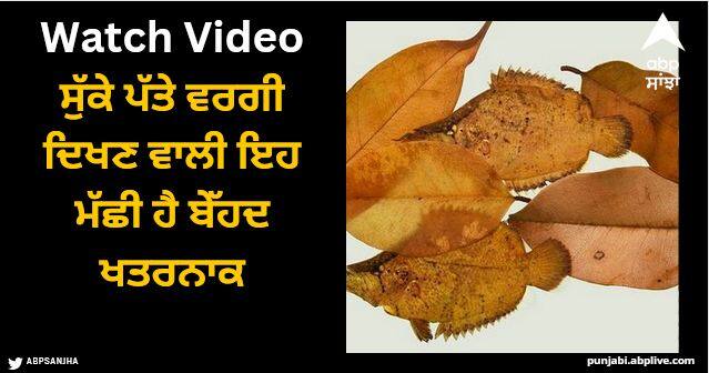 This fish which looks like a dry leaf is so dangerous that you will be surprised to know about it Viral Video: ਸੁੱਕੇ ਪੱਤੇ ਵਰਗੀ ਦਿਖਦੀ ਇਹ ਮੱਛੀ, ਖਤਰਨਾਕ ਇੰਨੀ ਕੀ ਇਸ ਬਾਰੇ ਜਾਣ ਕੇ ਤੁਸੀਂ ਰਹਿ ਜਾਓਗੇ ਹੈਰਾਨ!