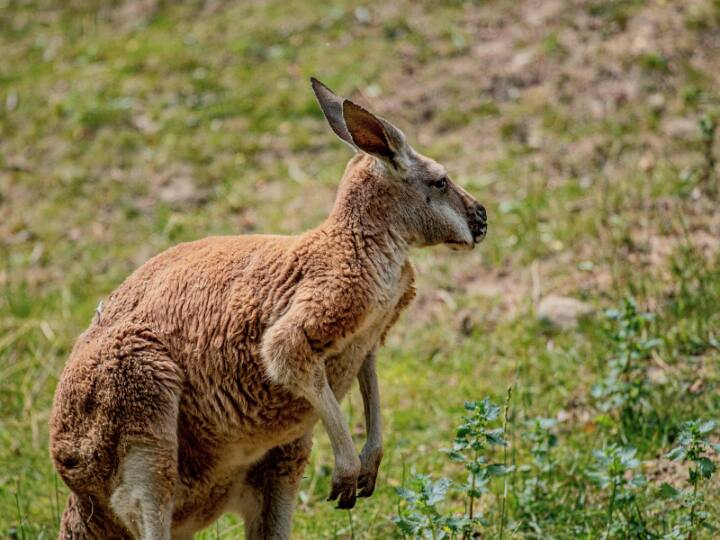 दूसरे नंबर पर है ऑस्ट्रेलिया में रहने वाला लाल कंगारु. लाल कंगारु दुनिया के सबसे बड़े कंगारुओं में से एक होते हैं. इनकी ऊंचाई पांच से 6 फीट होती है. इनके बड़े कान इन्हें आसपास के शिकारी और खतरों से बचने में मदद करते हैं.
