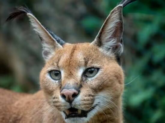 ਪੰਜਵੇਂ ਨੰਬਰ 'ਤੇ ਆਉਂਦਾ ਹਨ ਕੈਰਾਕਲ। ਇਹ ਬਿੱਲੀ ਜਾਤੀ ਦਾ ਇੱਕ ਜੀਵ ਹੈ। ਇਸ ਦੇ ਕੰਨ ਬਹੁਤ ਆਕਰਸ਼ਕ ਲੱਗਦੇ ਹਨ। ਇਹ ਜਾਨਵਰ ਕਰੀਬ ਸਾਢੇ ਤਿੰਨ ਫੁੱਟ ਲੰਬੇ ਹੁੰਦੇ ਹਨ ਅਤੇ ਸ਼ਿਕਾਰ ਕਰਨ ਵਿੱਚ ਮਾਹਰ ਹੁੰਦੇ ਹਨ। ਉਨ੍ਹਾਂ ਦੇ ਵੱਡੇ ਕੰਨ ਸ਼ਿਕਾਰ ਵਿੱਚ ਉਨ੍ਹਾਂ ਦੀ ਮਦਦ ਕਰਦੇ ਹਨ।