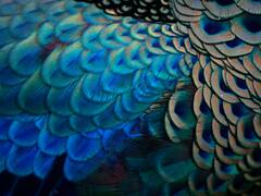 फूल पत्ति हो या कोई जानवर...सब में नीला रंग बेहद कम क्यों होता है