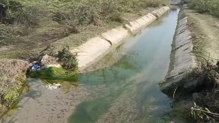 Mehsana News: farming damaged due to one more canal has been broken near mehsana kadi vaghrota Mehsana: વધુ એક ભ્રષ્ટાચારનું ગાબડુ, કડીના 10 વિઘામાં નર્મદા કેનાલનું પાણી ફરી વળતા એરંડા-અજમાના પાકો ધોવાયા
