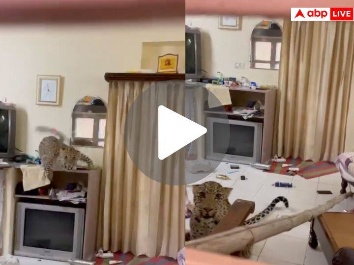 Leopard entered the hotel room administration worked hard to rescue it watch viral video होटल के कमरे में घुसा तेंदुआ, रेस्क्यू करने में छूटे प्रशासन के पसीने,  देखें वायरल वीडियो