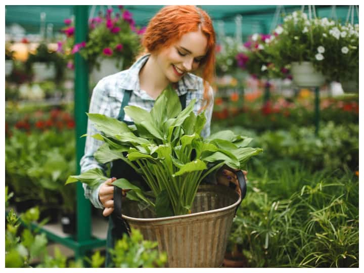 भाग-दौड़ भरी लाइफ में किचन गार्डनिंग को टाइम निकाल पाना मुश्किल लग सकता है. लेकिन सच तो यह है कि घर पर ही सब्जियां और हर्बल पौधे उगाना बिल्कुल भी मुश्किल नहीं है.