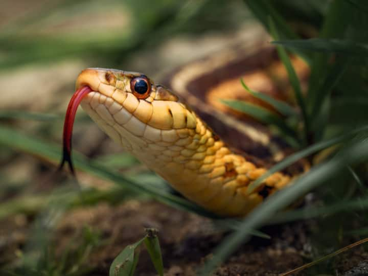 Why do we scratch the head of a snake after killing it This is the scientific reason behind it सांप को मारने के बाद उसका सिर क्यों कूंचते हैं? इसके पीछे है ये वैज्ञानिक कारण