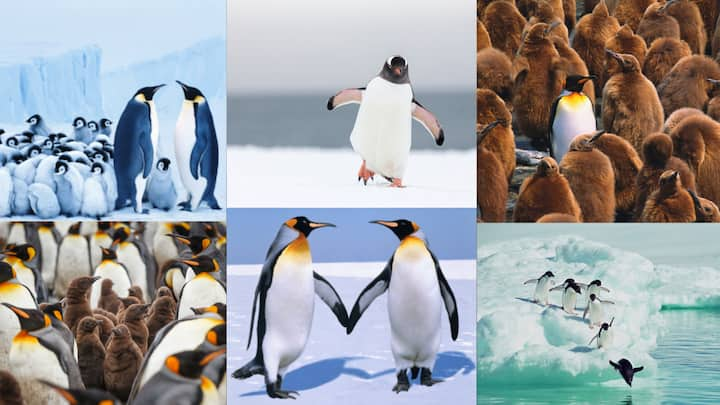 Penguin Awareness Day is observed on January 20 every year to raise awareness about penguins and their struggle for survival. Here are 10 interesting facts about the flightless bird that we must know.