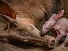 GK: ਇਨ੍ਹਾਂ ਜੀਵਾਂ ਦੇ ਕੰਨ ਕਿਉਂ ਹੁੰਦੇ ਇੰਨੇ ਵੱਡੇ? ਜਾਣੋ ਵਜ੍ਹਾ