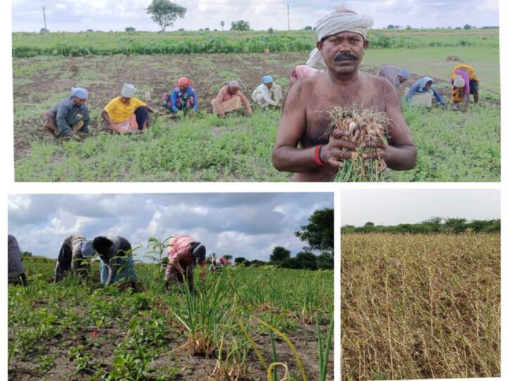 Agriculture news Crop insurance compensation waiver for crops affected by heavy rains this year thoothukudi farmers are happy - TNN Agriculture: கோரிக்கை வைத்த விவசாயிகள்- பயிர்களுக்கு காப்பீட்டு தொகையை விடுவித்த அரசுகள்
